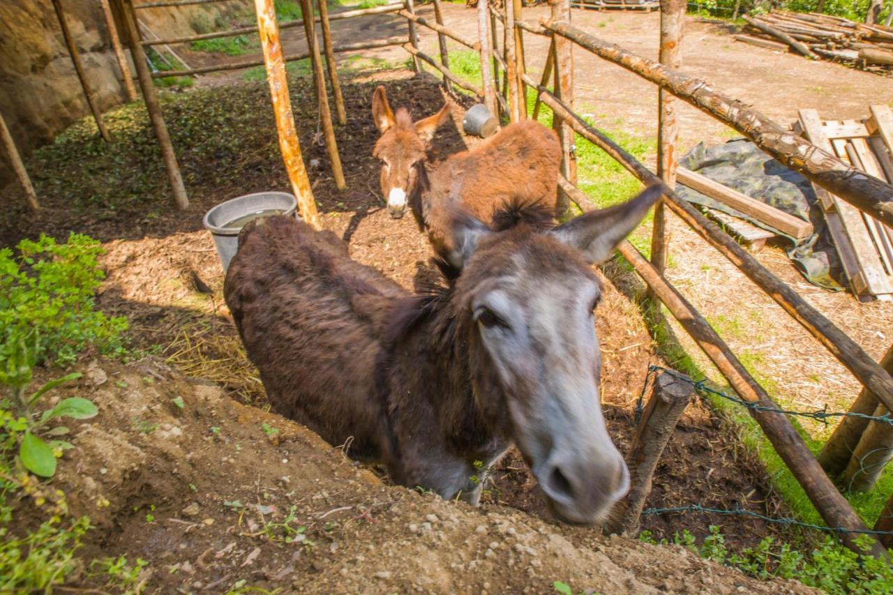 Poggio Della Roverella Country House Morlupo Zewnętrze zdjęcie